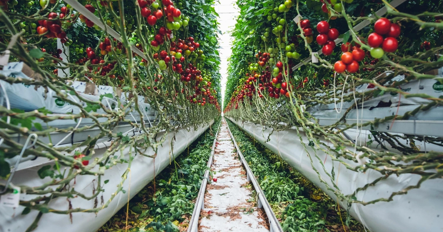 Podravka u prvoj polovici 2025. ostvarila rast prihoda, Dalić komentira povećanje plaća i bolje uvjete rada